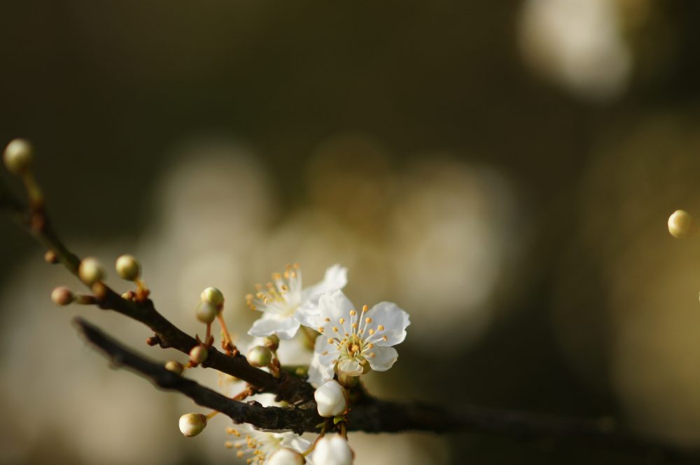 Ontluikende natuur, februari 2008