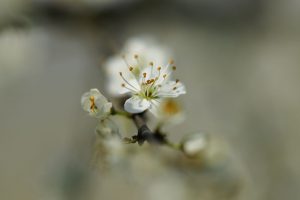 Lentekriebels, april 2009