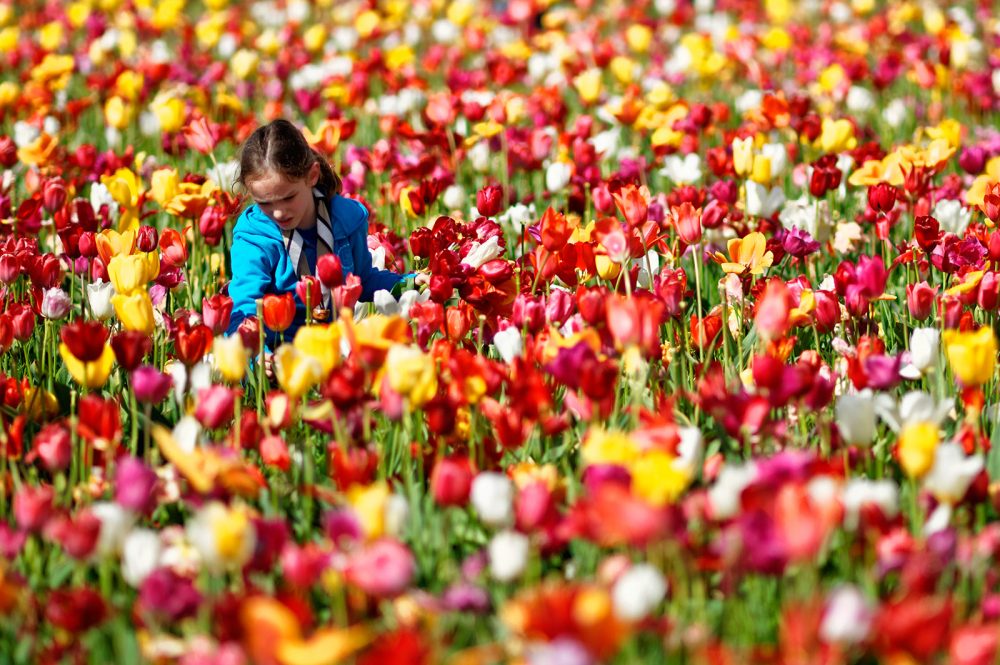 Tulpenpluk, april 2012