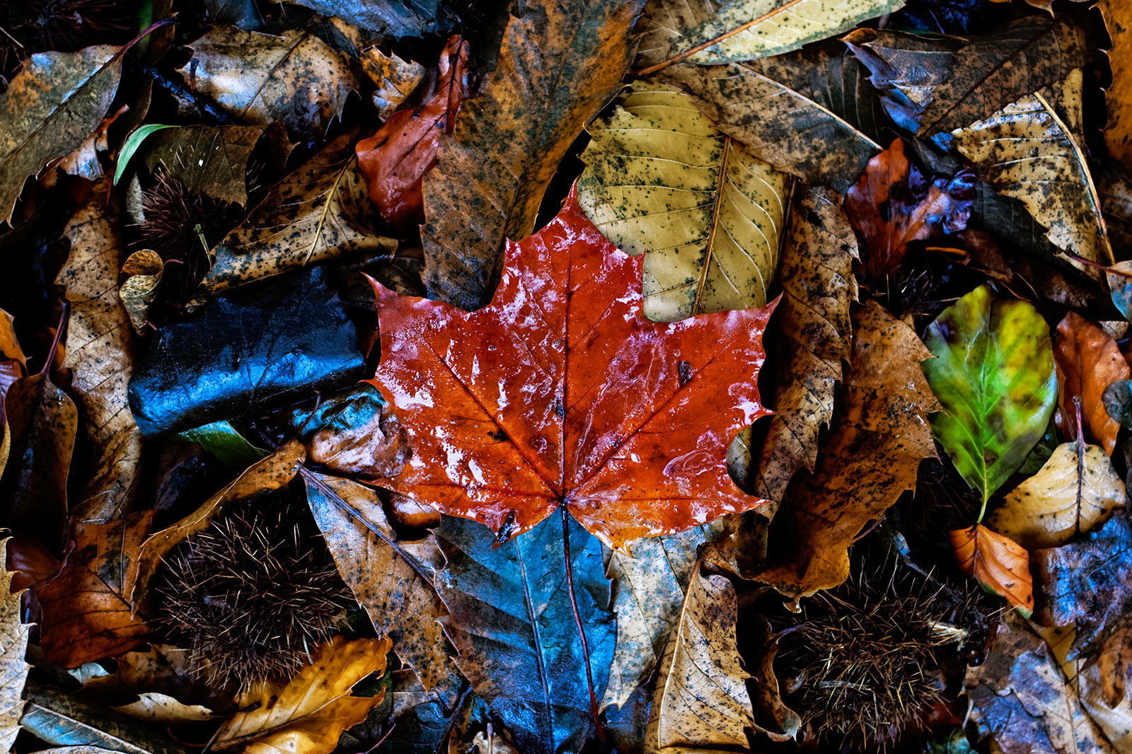 Herfst, November 2013