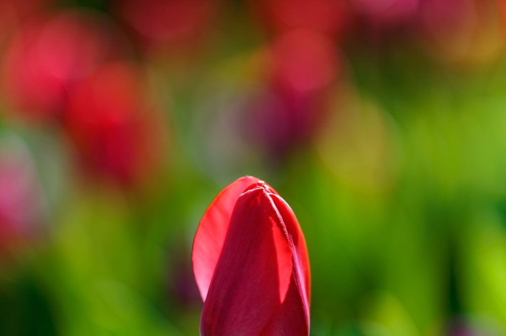 Floralia Brussel, april 2015