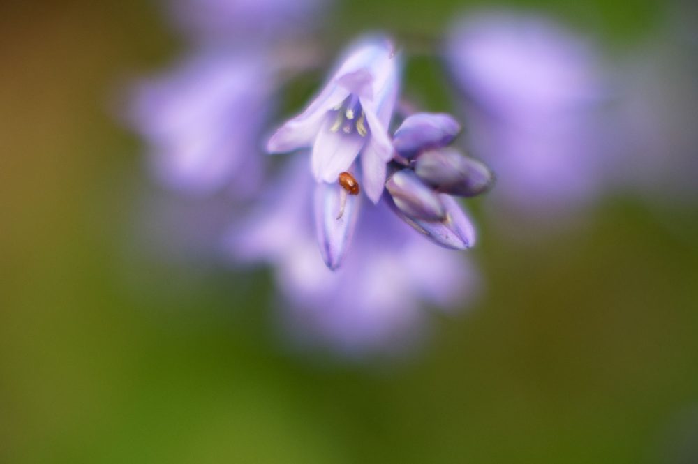 Wilde hyacinten, april 2016