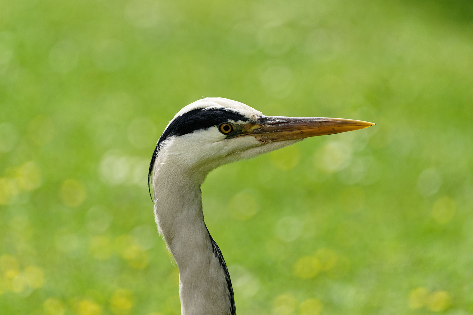 Reigers, juli 2016