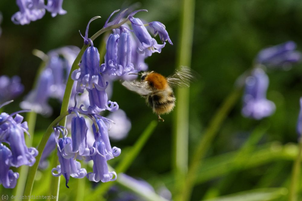 Bloemetjes en bijtjes, april 2018