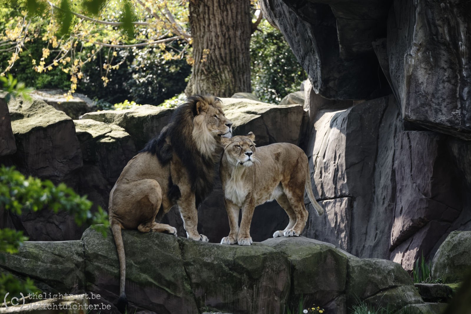 Koning der dieren, april 2019