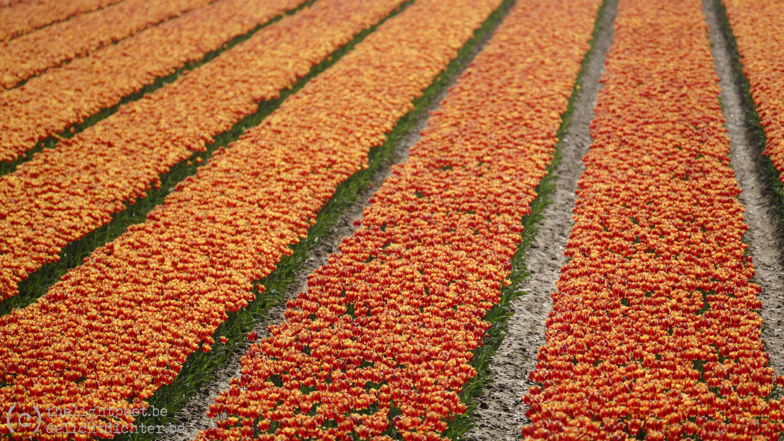 Tulpen, april 2019