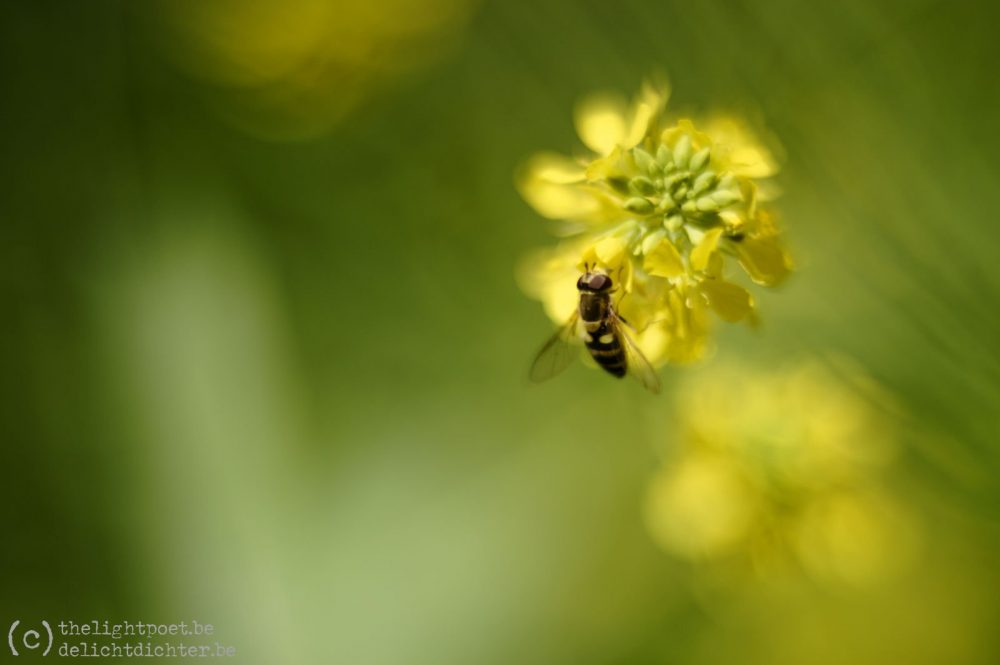 Onkruid (en andere bloemen), mei 2019