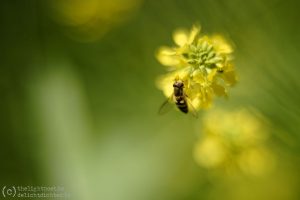 Onkruid (en andere bloemen), mei 2019